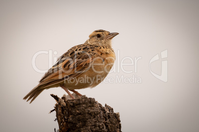 Zitting cisticola perches on dead tree stump