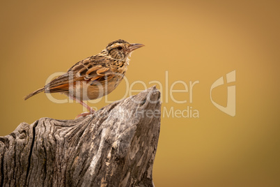 Zitting cisticola standing on dead tree stump