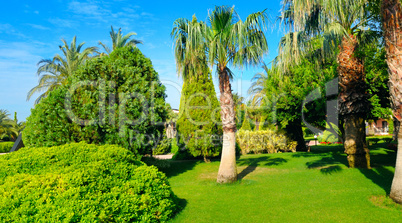 Tropical garden with palm trees and green lawns. Wide photo.