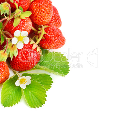 Strawberries isolated on white background. Free space for text.