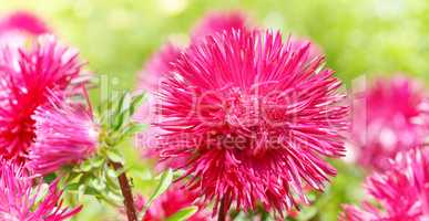 Flowerbed of multi-colored asters and sun. Wide photo.