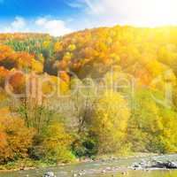 On the slopes of the mountains yellow forest and mountain river.