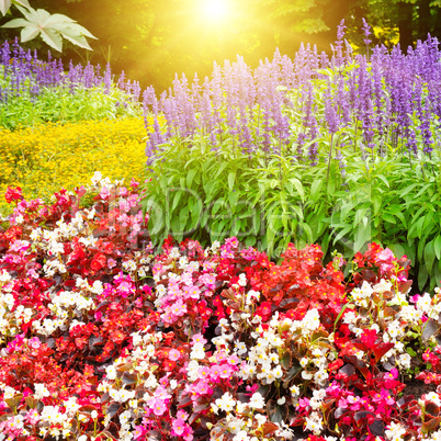 Beautiful background of bright flowers and sun.