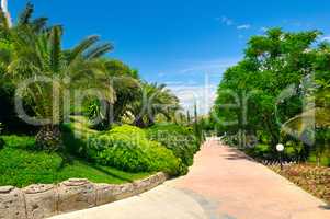 Tropical garden with palm trees and green lawns.