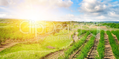 Garden with fruit trees and sunrise. Wide photo.