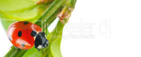 Ladybird on green leaf isolated on white background. Wide photo.