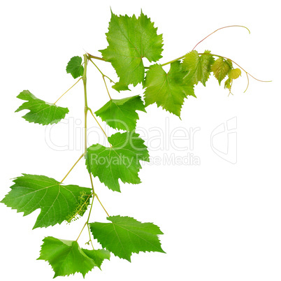 Vine leaves isolated on white background. Free space for text.