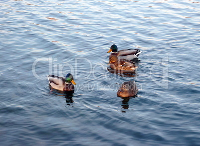 ducks on water