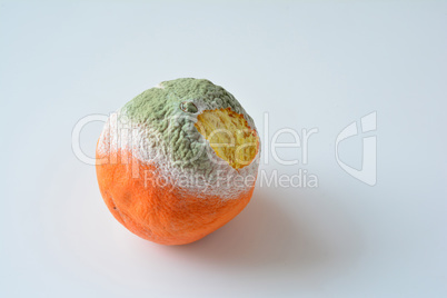 Moldy orange over white
