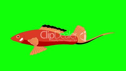 Big Red Aquarium Fish Chroma Key looped