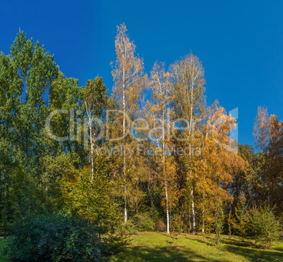 Trees in Sofiyivka Park in Uman, Ukraine