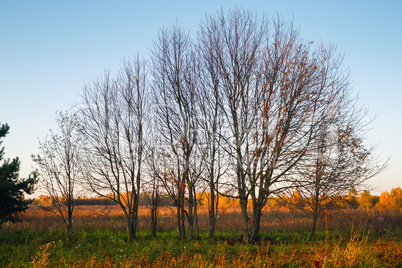 Dry autumn trees