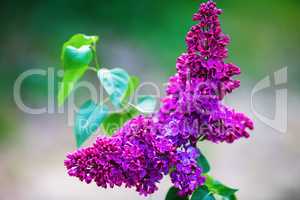 Purple lilac flowers