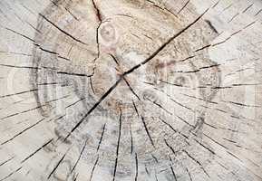 Tree trunk background