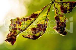 chestnut leaf in back light