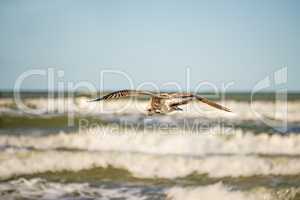 sea gull flying over the Baltic Sea