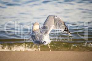 Black headed gull on a beach of the Baltic Sea spreaad its wing