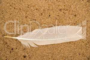 feather on a sand beach