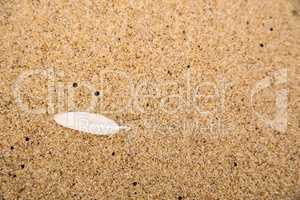 feather on a sand beach