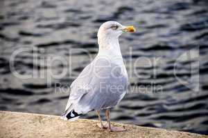 Herring gull on a pier in a seaport in Poland