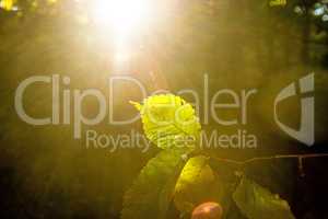 beech leaf in back light