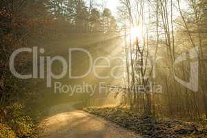 sun rays in a forest