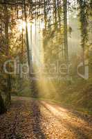 sun rays in a forest