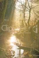 sun rays in a forest on a creek