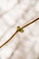 bud of a tree in snow