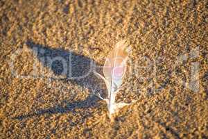 feather on a beach