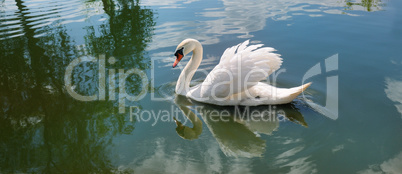 A beautiful white swan on the lake. Wide photo