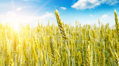 Wheat field and sunrise in the blue sky. Wide photo.