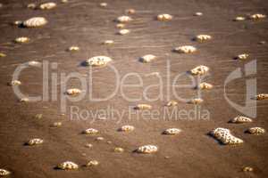 Foam bubbles of the surf on sand