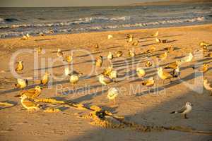 sea gulls on a beach of the Baltic sea during sunset