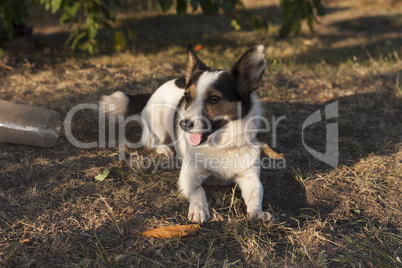 Jack Russell Terrier dog photo