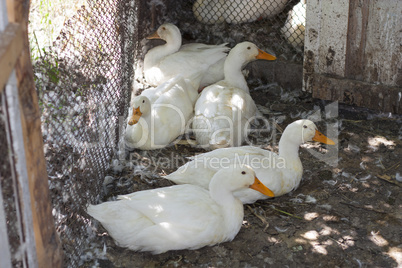 Duck bird hatching the eggs in stall photo