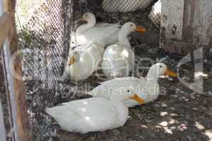 Duck bird hatching the eggs in stall photo