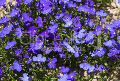 Blue Trailing Lobelia Sapphire flowers or Edging Lobelia, Garden Lobelia in St. Gallen, Switzerland photo. Its Latin name is Lobelia Erinus 'Sapphire', native to South Africa, Malawi and Namibia.