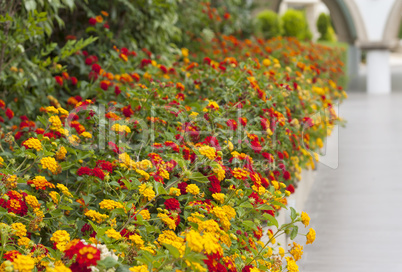 Colourful flower border flowering plants in a garden photo
