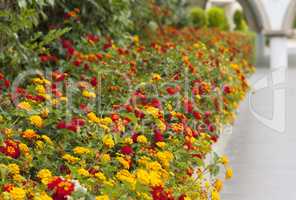 Colourful flower border flowering plants in a garden photo