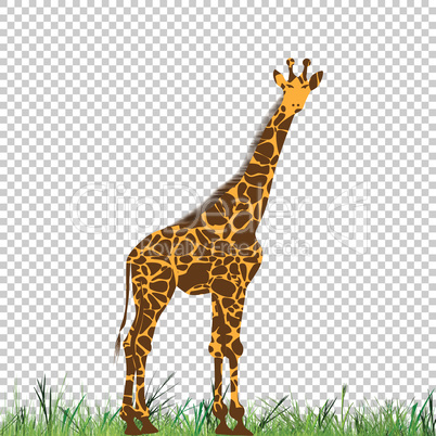 Giraffe vector animal illustration for t-shirt. Sketch tattoo design.