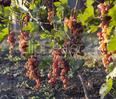 Bunch of grapes on a vine in the sunshine the winegrowers grapes on a vine red wine photo