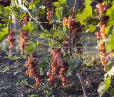 Bunch of grapes on a vine in the sunshine the winegrowers grapes on a vine red wine photo