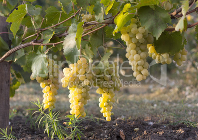 White grapes vineyard and white grapes fruit. White grapes agriculture