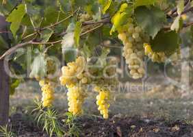White grapes vineyard and white grapes fruit. White grapes agriculture