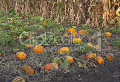Pumpkin field on a bright autumn day photo