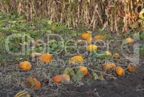 Pumpkin field on a bright autumn day photo