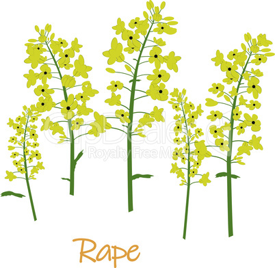 Rape canola flower isolated vector
