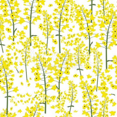 Rape canola flower seamless vector