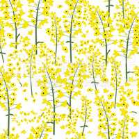 Rape canola flower seamless vector